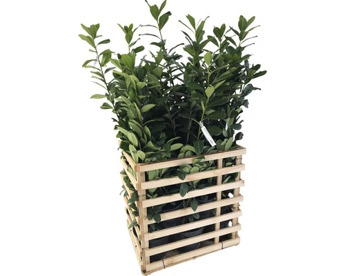 FloraSelf 12 X Kirschlorbeer, Lorbeerkirsche Prunus Laurocerasus 'Caucasica' H 80-100 Cm ClickCo Für Ca. 5 M Hecke 4 FloraSelf 12 X Kirschlorbeer, Lorbeerkirsche Prunus Laurocerasus 'Caucasica' H 80-100 Cm ClickCo Für Ca. 5 M Hecke – Bild 2