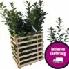 FloraSelf 12 X Kirschlorbeer, Lorbeerkirsche Prunus Laurocerasus 'Caucasica' H 80-100 Cm ClickCo Für Ca. 5 M Hecke -FloraSelf Geschäft DV 8 10013270 04 4c DE 20200220154757
