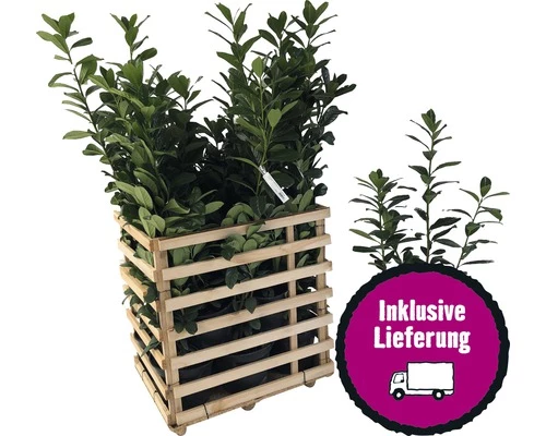 FloraSelf 12 X Kirschlorbeer, Lorbeerkirsche Prunus Laurocerasus 'Caucasica' H 80-100 Cm ClickCo Für Ca. 5 M Hecke 3 FloraSelf 12 X Kirschlorbeer, Lorbeerkirsche Prunus Laurocerasus 'Caucasica' H 80-100 Cm ClickCo Für Ca. 5 M Hecke