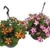 Hängepetunie Zweifarbig FloraSelf Petunia X Hybride, Ø 23 Cm Ampel