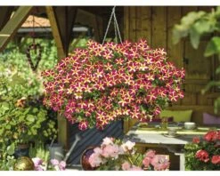 Hängepetunie Zweifarbig FloraSelf Petunia X Hybride, Ø 23 Cm Ampel -FloraSelf Geschäft DV 8 10026626 03 4c CH 20201029191657