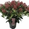 Japanische Blütenskimmie FloraSelf Skimmia Japonica 'Rubella' H 20-30 Cm Co 3 L Buschig -FloraSelf Geschäft DV 8 10040222 01 4c DE 20190409194756