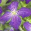 FloraSelf Waldrebe Clematis-Cultivars 'So Many® Purple Flowers PBR' H 80-90 Cm Co 2,3 L -FloraSelf Geschäft DV 8 10072913 02 4c DE 20190504211655