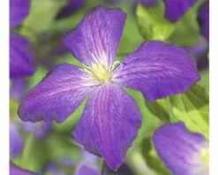 FloraSelf Waldrebe Clematis-Cultivars 'So Many® Purple Flowers PBR' H 80-90 Cm Co 2,3 L