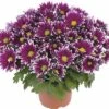 Chrysantheme FloraSelf Chrysanthemum Indicum 'Ciao' Ø 12 Cm Topf -FloraSelf Geschäft DV 8 10076851 01 4c DE 20190511211654