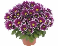 Chrysantheme FloraSelf Chrysanthemum Indicum 'Ciao' Ø 12 Cm Topf