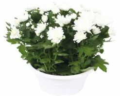 Chrysantheme FloraSelf Chrysanthemum Indicum 'Runca' Ø 23 Cm Topf