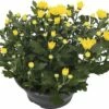 Chrysantheme FloraSelf Chrysanthemum Indicum 'Tapas Time' Ø 23 Cm Topf 1 Chrysantheme FloraSelf Chrysanthemum Indicum 'Tapas Time' Ø 23 Cm Topf -FloraSelf Geschäft DV 8 10076854 01 4c DE 20190511211654