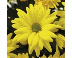 Chrysantheme FloraSelf Chrysanthemum Indicum 'Tapas Time' Ø 23 Cm Topf -FloraSelf Geschäft DV 8 10076854 02 4c DE 20190509101754