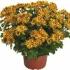 Chrysantheme FloraSelf Chrysanthemum Indicum 'HoiHoi' Ø 12 Cm Topf -FloraSelf Geschäft DV 8 10076861 02 4c DE 20190511211654