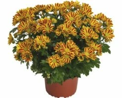 Chrysantheme FloraSelf Chrysanthemum Indicum 'HoiHoi' Ø 12 Cm Topf