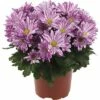 Chrysantheme FloraSelf Chrysanthemum Indicum 'Artistic Rosy' Ø 12 Cm Topf -FloraSelf Geschäft DV 8 10076862 01 4c DE 20190511211654