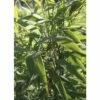 FloraSelf Gartenbambus Fargesia Murieliae 'Panda' ® H 80-100 Cm Co 10 L -FloraSelf Geschäft DV 8 10109563 01 4c DE 20200121164757