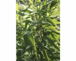 FloraSelf Gartenbambus Fargesia Murieliae 'Panda' ® H 80-100 Cm Co 10 L