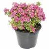 Torfmyrthe FloraSelf Gaultheria Mucronata H 15-30 Cm Co 1,2 L Rosa -FloraSelf Geschäft DV 8 10149912 01 4c DE 20190907211653
