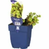 Fetthenne FloraSelf Sedum Makinoi H 5-10 Cm Co 0,5 L -FloraSelf Geschäft DV 8 10167883 01 4c DE 20220311091655