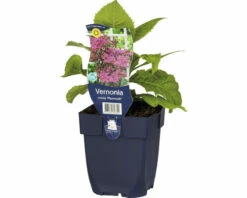 Arkansas-Scheinaster FloraSelf Vernonia Arkansana (crinita) 'Mammuth' H 5-150 Cm Co 0,5 L