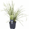 Rasen Schmiele FloraSelf Deschampsia Cespitosa 'Tardiflora' H 5-30 Cm Co 0,5 L -FloraSelf Geschäft DV 8 10167929 01 4c DE 20230315221655