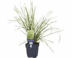 Rasen Schmiele FloraSelf Deschampsia Cespitosa 'Tardiflora' H 5-30 Cm Co 0,5 L