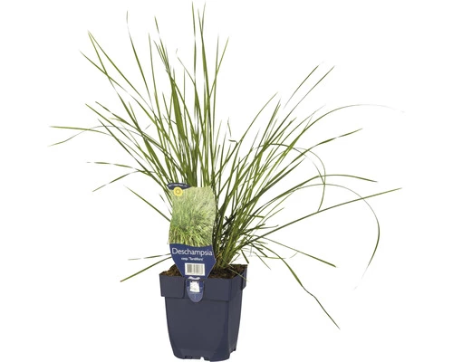 Rasen Schmiele FloraSelf Deschampsia Cespitosa 'Tardiflora' H 5-30 Cm Co 0,5 L 3 Rasen Schmiele FloraSelf Deschampsia Cespitosa 'Tardiflora' H 5-30 Cm Co 0,5 L