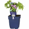 Storchschnabel FloraSelf Geranium Sylvaticum 'Mayflower' H 10-50 Cm Co 0,5 L