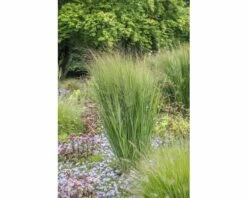 FloraSelf Rutenhirse Panicum Virgatum 'Northwind' H 15-50 Cm Co 0,5 L (6 Stk.)