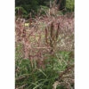 Chinaschilf FloraSelf Miscanthus Sinensis "Ferner Osten" H 20-100 Cm Co 6 L
