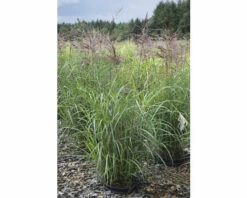Chinaschilf FloraSelf Miscanthus Sinensis "Ferner Osten" H 20-100 Cm Co 6 L -FloraSelf Geschäft DV 8 10170780 02 4c DE 20210819220715