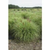 Garten-Chinaschilf FloraSelf Miscanthus Sinensis 'Red Chief' H 20-80 Cm Co 3 L -FloraSelf Geschäft DV 8 10170802 01 4c DE 20220309164655 1