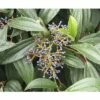 Immergrüner Kissenschneeball FloraSelf Viburnum Davidii H 40-50 Cm CO 6 L -FloraSelf Geschäft DV 8 10170998 01 4c DE 20200309154754