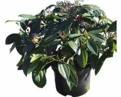 Immergrüner Kissenschneeball FloraSelf Viburnum Davidii H 40-50 Cm CO 6 L -FloraSelf Geschäft DV 8 10170998 02 4c DE 20200309154754