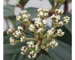 Immergrüner Kissenschneeball FloraSelf Viburnum Davidii H 40-50 Cm CO 6 L -FloraSelf Geschäft DV 8 10170998 03 4c DE 20200309154754