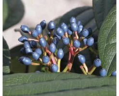 Immergrüner Kissenschneeball FloraSelf Viburnum Davidii H 40-50 Cm CO 6 L -FloraSelf Geschäft DV 8 10170998 04 4c DE 20200309154754