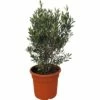 Olivenbaum FloraSelf Olea Europaea H 90-110 Cm Ø 35 Cm Topf -FloraSelf Geschäft DV 8 10175170 01 4c CH 20200215214658