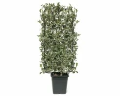 Weißgrüne Glanzmispel Spalier FloraSelf Photinia Fraseri 'Pink Marble' ® H110xB50 Cm Co 18 L