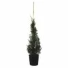 Leyland-Zypresse Kegel FloraSelf Cupressocyparis Leylandii 'Pyramidalis' H 100-125 Cm Co 10 L