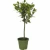 FloraSelf Echter Lorbeer Stämmchen Laurus Nobilis H 25-35 Cm Ø 14 Cm Topf -FloraSelf Geschäft DV 8 10177896 01 4c CH 20191010144755