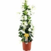 Dipladenie, Trichterblüte Pyramide FloraSelf Dipladenia Mandevilla 'Summerstar' Gesamthöhe Ca. 90 Cm Ø 21 Cm Topf Weiß -FloraSelf Geschäft DV 8 10183053 01 4c DE 20210409101657