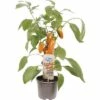 Snack-Paprika FloraSelf Capsicum Annuum Ø 14 Cm Topf -FloraSelf Geschäft DV 8 10185210 01 4c DE 20200406174759