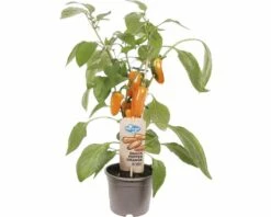 Snack-Paprika FloraSelf Capsicum Annuum Ø 14 Cm Topf