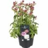 FloraSelf Große Sterndolde Astrantia Major 'Roma' H 30-45 Cm Co 3 L -FloraSelf Geschäft DV 8 10187424 01 4c DE 20191028135110