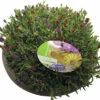 Mittagsblume Mix FloraSelf Delosperma H 5-15 Cm Schale Ø 25 Cm -FloraSelf Geschäft DV 8 10187427 01 4c DE 20220614084758