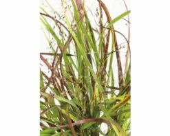Rutenhirse FloraSelf Panicum Virgatum 'Cheyenne Sky' H 10-80 Cm Co 3 L