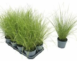 Grüne Segge FloraSelf Carex Howardii 'Phoenix Green' H 5-20 Cm T 14 Cm -FloraSelf Geschäft DV 8 10187444 01 4c DE 20210325164656
