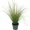 Grüne Segge FloraSelf Carex Howardii 'Phoenix Green' H 5-20 Cm T 14 Cm -FloraSelf Geschäft DV 8 10187444 02 4c DE 20210325164656