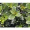 Stechpalme Kugel FloraSelf Ilex Meserveae "Little Pirate"® H 25-30 Cm Co 4,5 L -FloraSelf Geschäft DV 8 10189111 02 4c DE 20191020025950