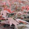 Roter Fächer-Ahorn FloraSelf Acer Palmatum "Atropurpureum" H 80-100 Cm Co 10 L -FloraSelf Geschäft DV 8 10189113 02 4c DE 20191020030103