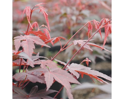 Roter Fächer-Ahorn FloraSelf Acer Palmatum "Atropurpureum" H 80-100 Cm Co 10 L 3 Roter Fächer-Ahorn FloraSelf Acer Palmatum "Atropurpureum" H 80-100 Cm Co 10 L