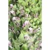 Perlmuttstrauch FloraSelf Kolkwitzia Amabilis H 80-100 Cm Co 10 L -FloraSelf Geschäft DV 8 10189117 01 4c DE 20191020030420
