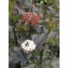 Blasenspiere FloraSelf Physocarpus Opulifolius "Diabolo"® H 80-100 Cm Co 10 L 1 Blasenspiere FloraSelf Physocarpus Opulifolius "Diabolo"® H 80-100 Cm Co 10 L -FloraSelf Geschäft DV 8 10189118 01 4c DE 20191020030354